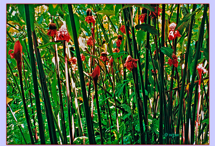 <Bunch of Torch Ginger on their stems growing in Hawaii>