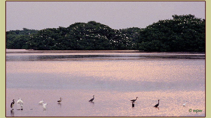 Repeat photo by  Wolf Peter Weber for comparison showing some wading birds still trying to snatch a meal before night fall while many more are busy jockeying for a good spot on the branches of large mangrove trees>