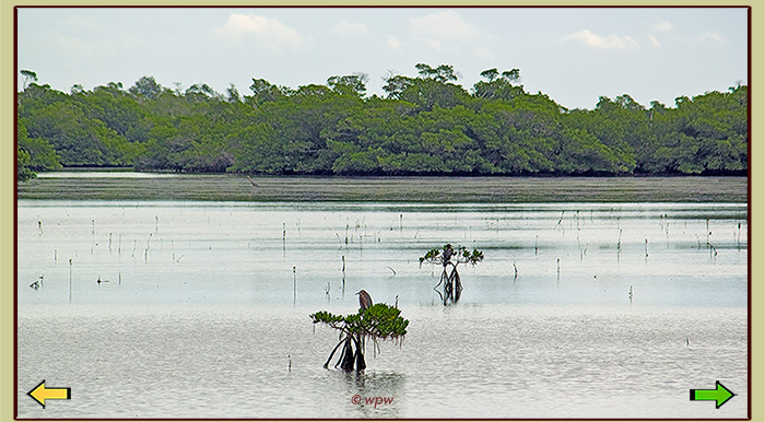 <Center picture by  Wolf Peter Weber documenting propitious mangrove shoot and plant growth after a time leap of about 10 years. >