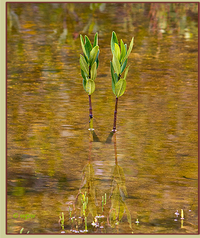 <Almost twin Red Mangrove shoots mirroring each other in a vertical photograph by  Wolf Peter Weber>