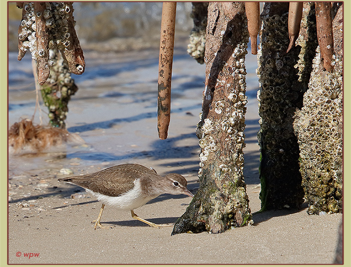 <Image by  Wolf Peter Weber of a migratory, spotfree Spotted 
           Sandpiper picking barnacles from mangrove air aerial prop roots accessible during low tide>