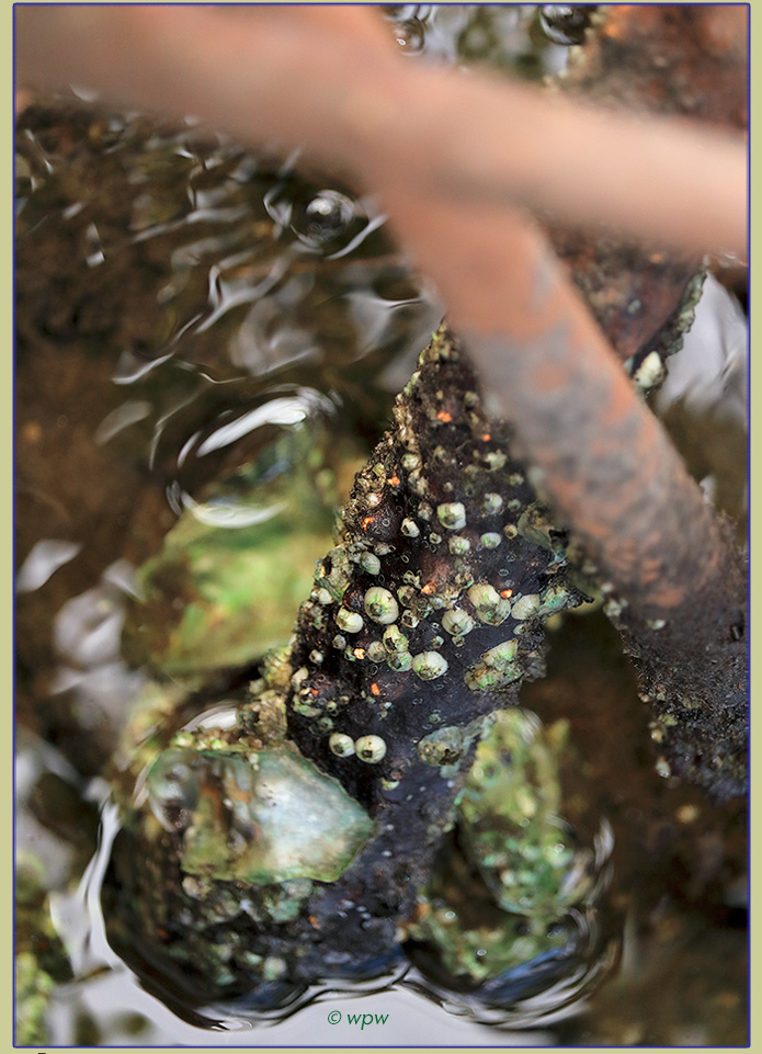 <Full page image by Wolf P. Weber of Acorn Barnacles with a sprinkle of orange tip Goosenecks in the mix, growing on Mangrove prop roots in SW Florida coastal water>