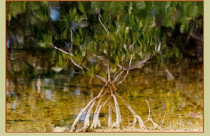 <Image of the reflection of a young mangrove plant rooting in muck>