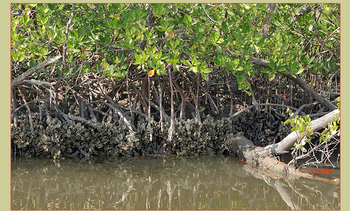 Large mollusc clusters on Mangrove roots exposed during low tides ...