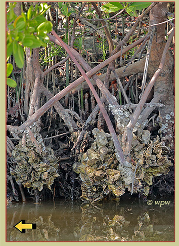 <Image by Wolf P. Weber of 2 mollusc clusters growing around red mangrove pod roots just above the water>