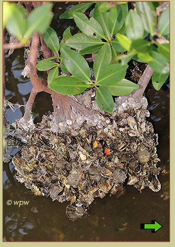 <Close photograph by Wolf P. Weber of a dense mollusc cluster with many Oysters hanging from red mangrove pod roots just above the water>