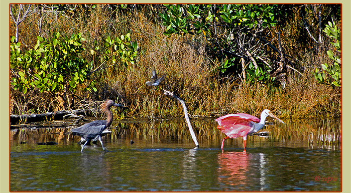 <Image by  Wolf P. Weber of a Reddish Egret chasing after a Roseate Spoonbill, both in breeding plumage.>