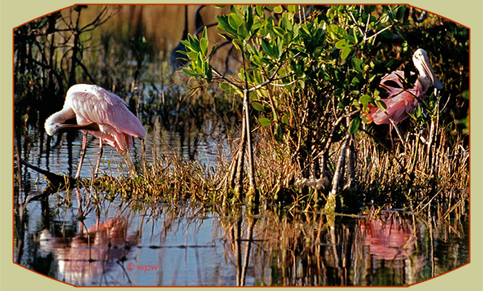 <Photo of a pair of Reddish Egrets in the mangroves>