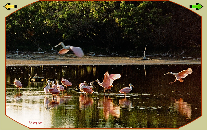 <Picture of a dozen or so Roseate Spoonbills in a mangrove swamp>