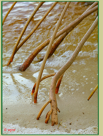<Bottom right picture we see a small array <br>
of arching support branches in stages of anchoring into sand at a beach>