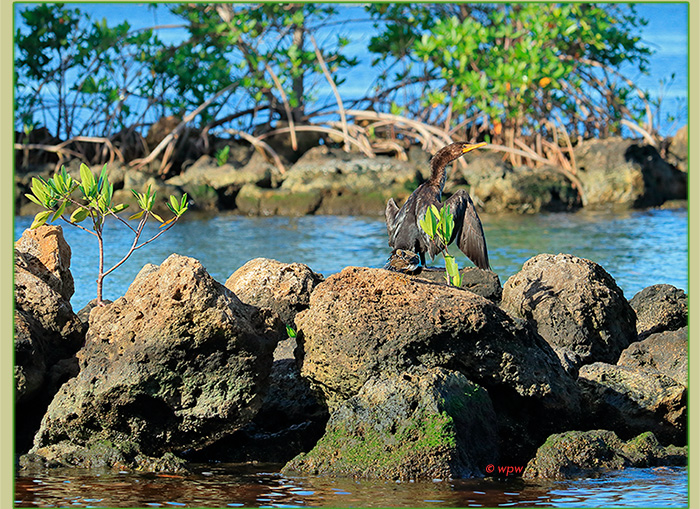 <Picture by  Wolf P. Weber of mangrove roots growing straight out of coquina rocks. A little Sandpiper preening and a <em>spread-winged</em> Anhinga> are visible.;