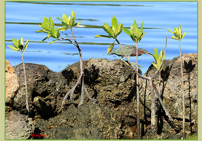 <Image by  Wolf P. Weber of a nice arrangement of Mangroves growing from coquina rocks with a Green Heron looking for food.>