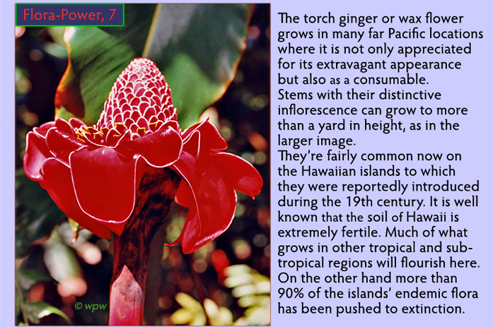 <Head shot of a spectacular Torch Ginger inflorescence>