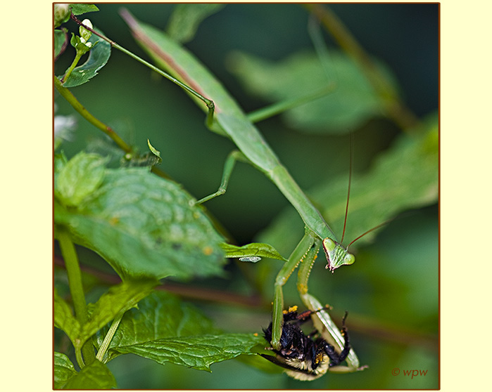 <Photo by Wolf Peter Weber of a Praying Mantis preparing a Honey Bee for diner>