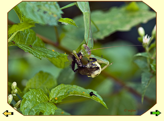 <Photo by Wolf Peter Weber of the Praying Mantis half way through dining on a Honey Bee>