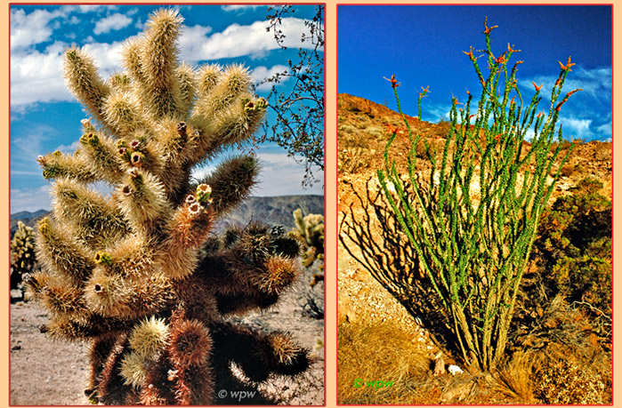 <Close up picture of a Cholla cactus plant. Next to it a Ocotillo shrub, barely in flower.>