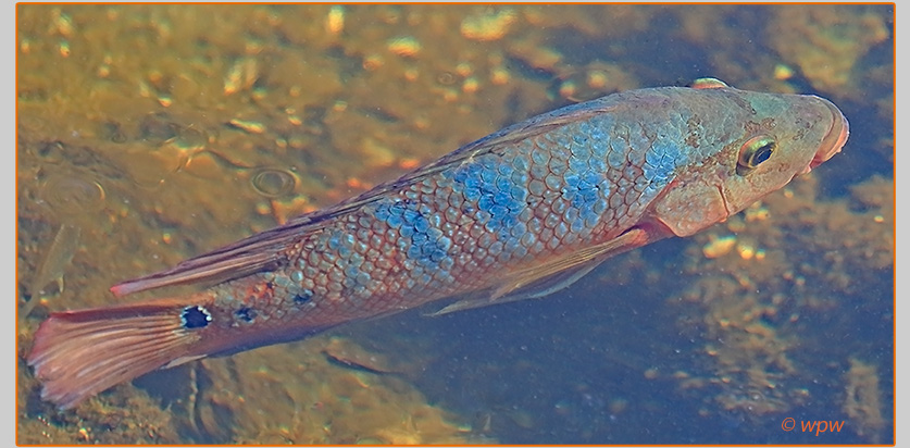 <Image by Wolf P. Weber of a multi-colored juvenile Mayan cychlid not supposed to exist nor to thrive in Florida waters.>