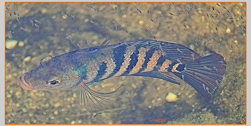 <Image by Wolf P. Weber of another, yet different looking multi-colored juvenile Mayan cychlid>