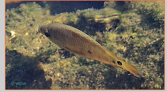 <Photo by Wolf P. Weber of a gold-colored juvenile Mayan cychlid or hybrid species>