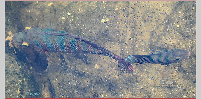 <Image by Wolf P. Weber of adult plus juvenile Mayan cichlid fish, scooping spawn from other fish>