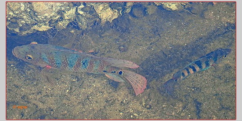 <Image by Wolf P. Weber of adult plus juvenile Mayan cichlid fish, feeding off spawn from other fish>