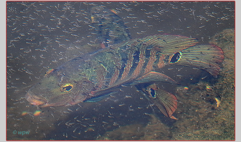 <Image by Wolf P. Weber of a pair of adult Mayan cichlids in a cloud of spawn from other fish>