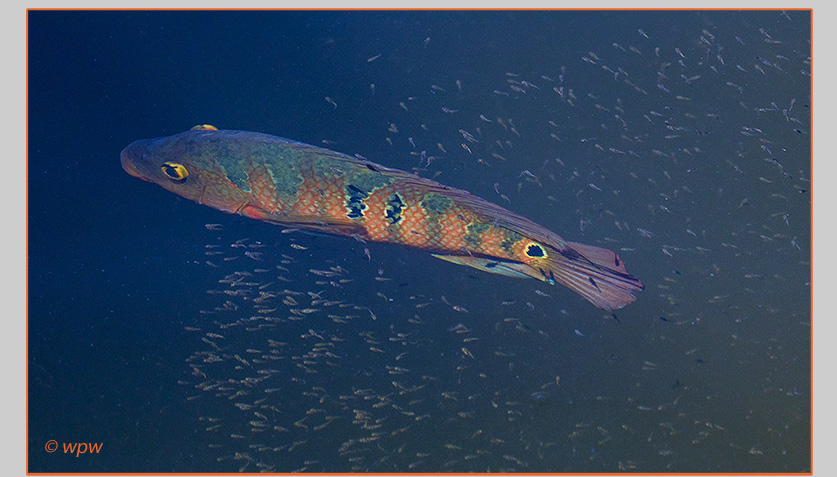 <Photograph by Wolf P. Weber of a colorful Mayan cychlid fish, leading a fleet of tiny fish into the deep>