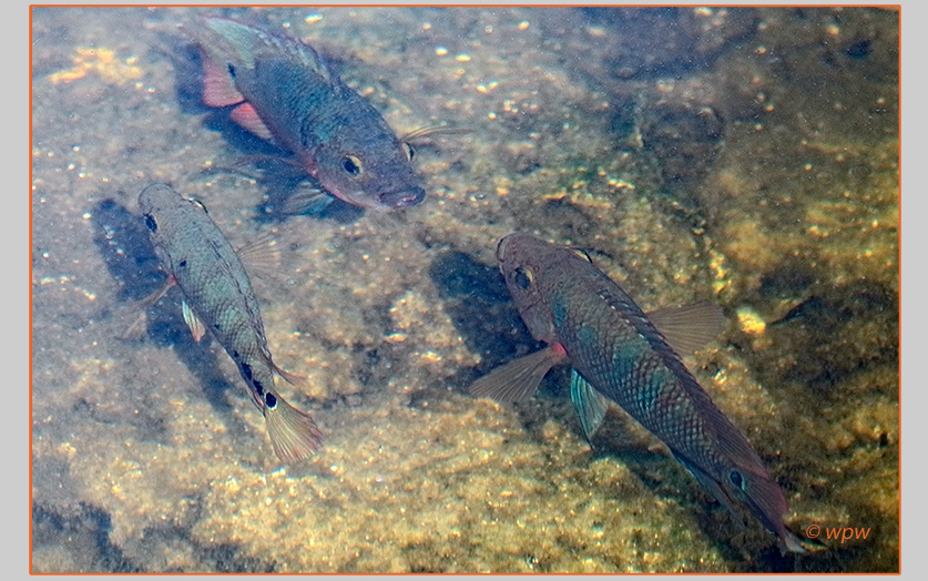 <Photo by Wolf P. Weber of 3 Mayan cichlids, one a juvenile, swimming close to the ground of the Caloosahatchee river bank>